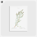 アートポストカード-French tamarisk - ピエール ジョゼフ ルドゥーテ Postcard.