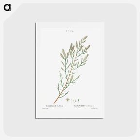 アートポストカード-French tamarisk - ピエール ジョゼフ ルドゥーテ Postcard.