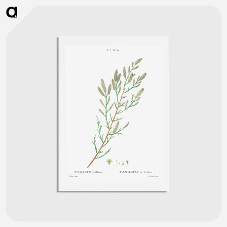 アートポストカード-French tamarisk - ピエール ジョゼフ ルドゥーテ Postcard.