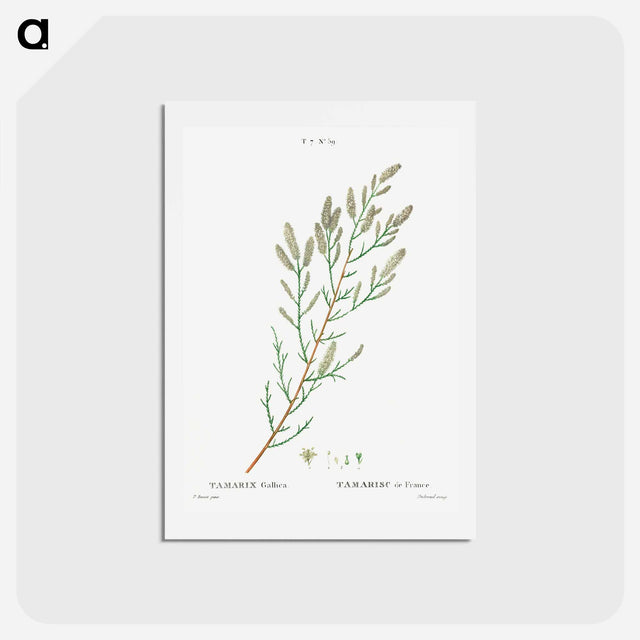 アートポストカード-French tamarisk - ピエール ジョゼフ ルドゥーテ Postcard.