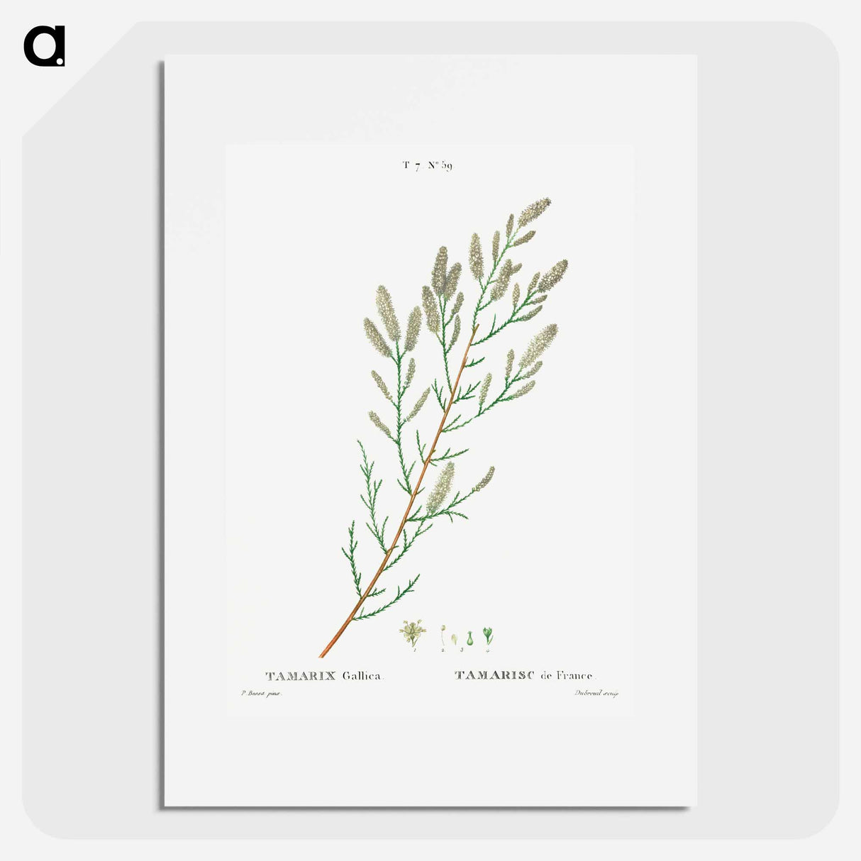 French tamarisk - Pierre Joseph Redouté Poster.
