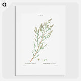 French tamarisk - Pierre Joseph Redouté Poster.