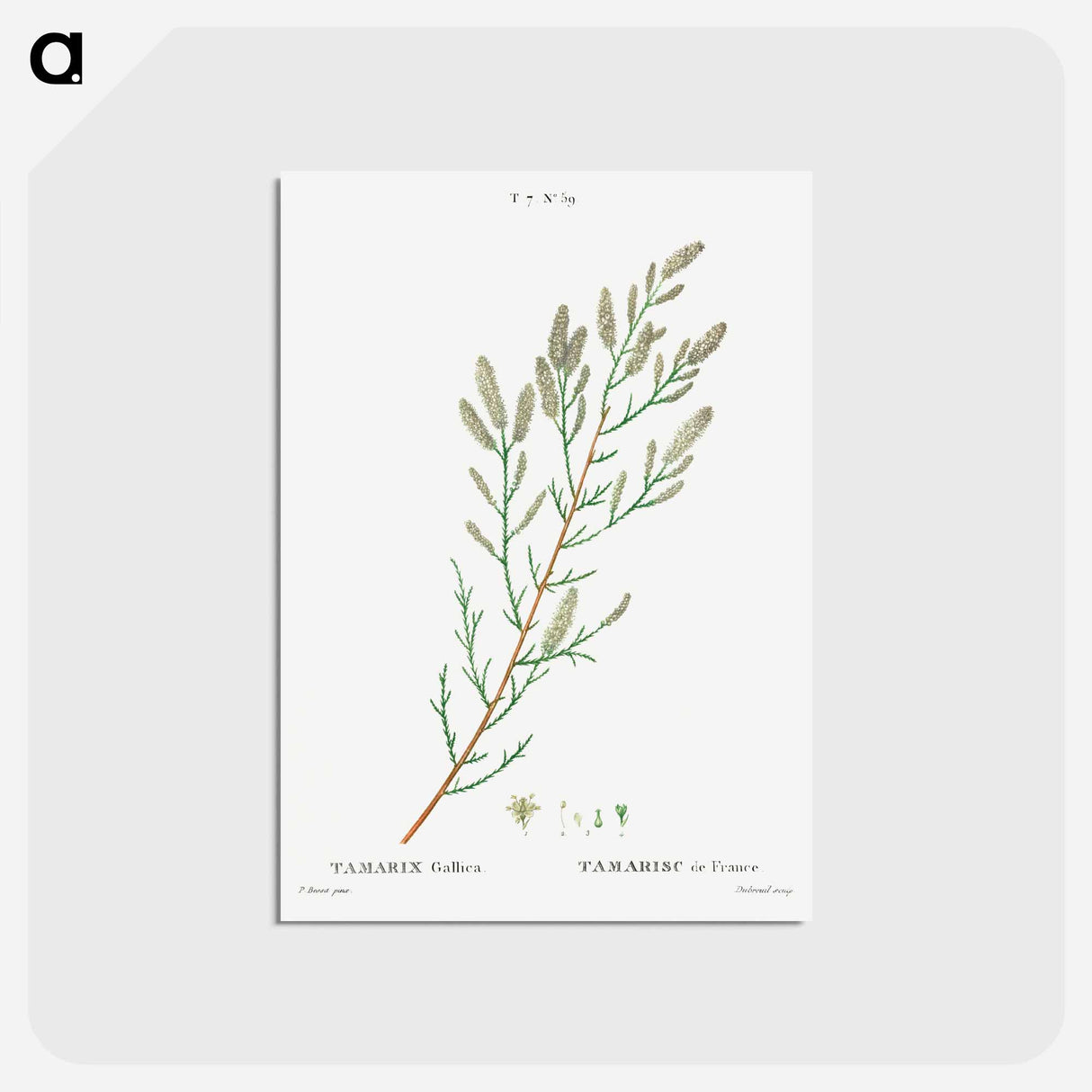 アートポストカード-French tamarisk - ピエール ジョゼフ ルドゥーテ Postcard.