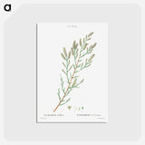アートポストカード-French tamarisk - ピエール ジョゼフ ルドゥーテ Postcard.