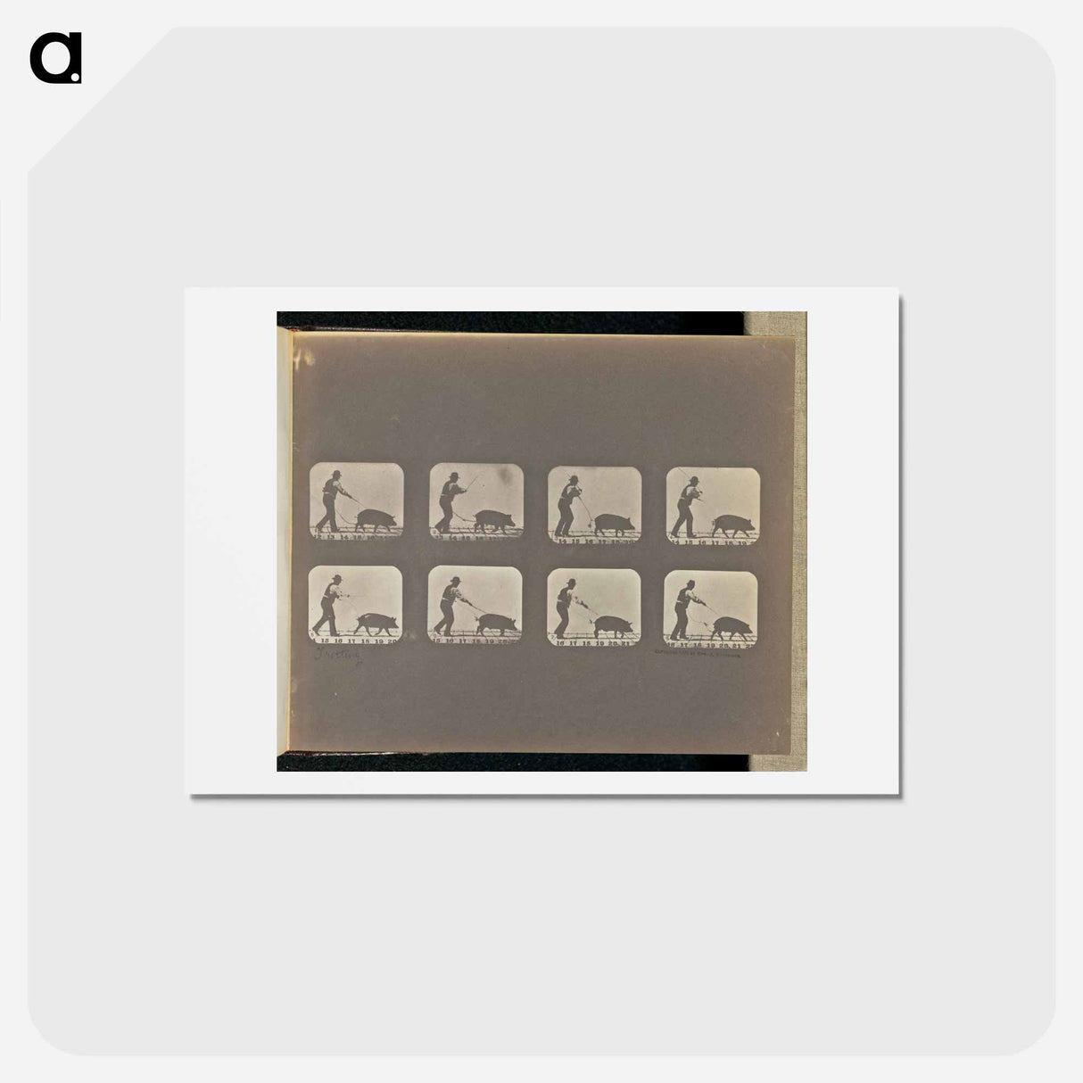 アートポストカード-Trotting
 - エドワード マイブリッジ Postcard.