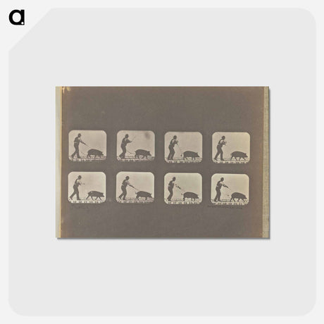 アートポストカード-Trotting
 - エドワード マイブリッジ Postcard.