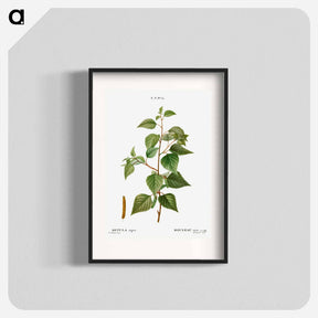アートポスター-Black birch - ピエール ジョゼフ ルドゥーテ Poster.