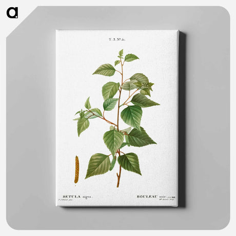 アートパネル-Black birch - ピエール ジョゼフ ルドゥーテ Canvas.