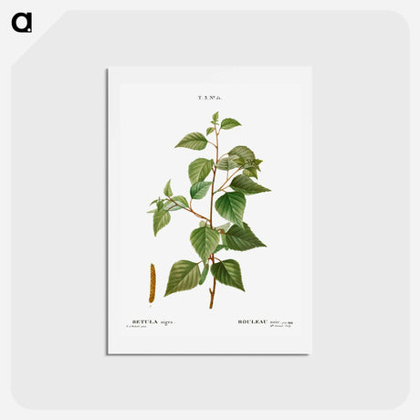 アートポストカード-Black birch - ピエール ジョゼフ ルドゥーテ Postcard.