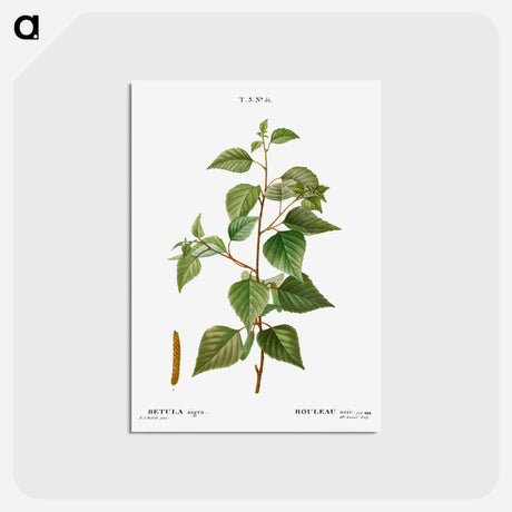 アートポストカード-Black birch - ピエール ジョゼフ ルドゥーテ Postcard.