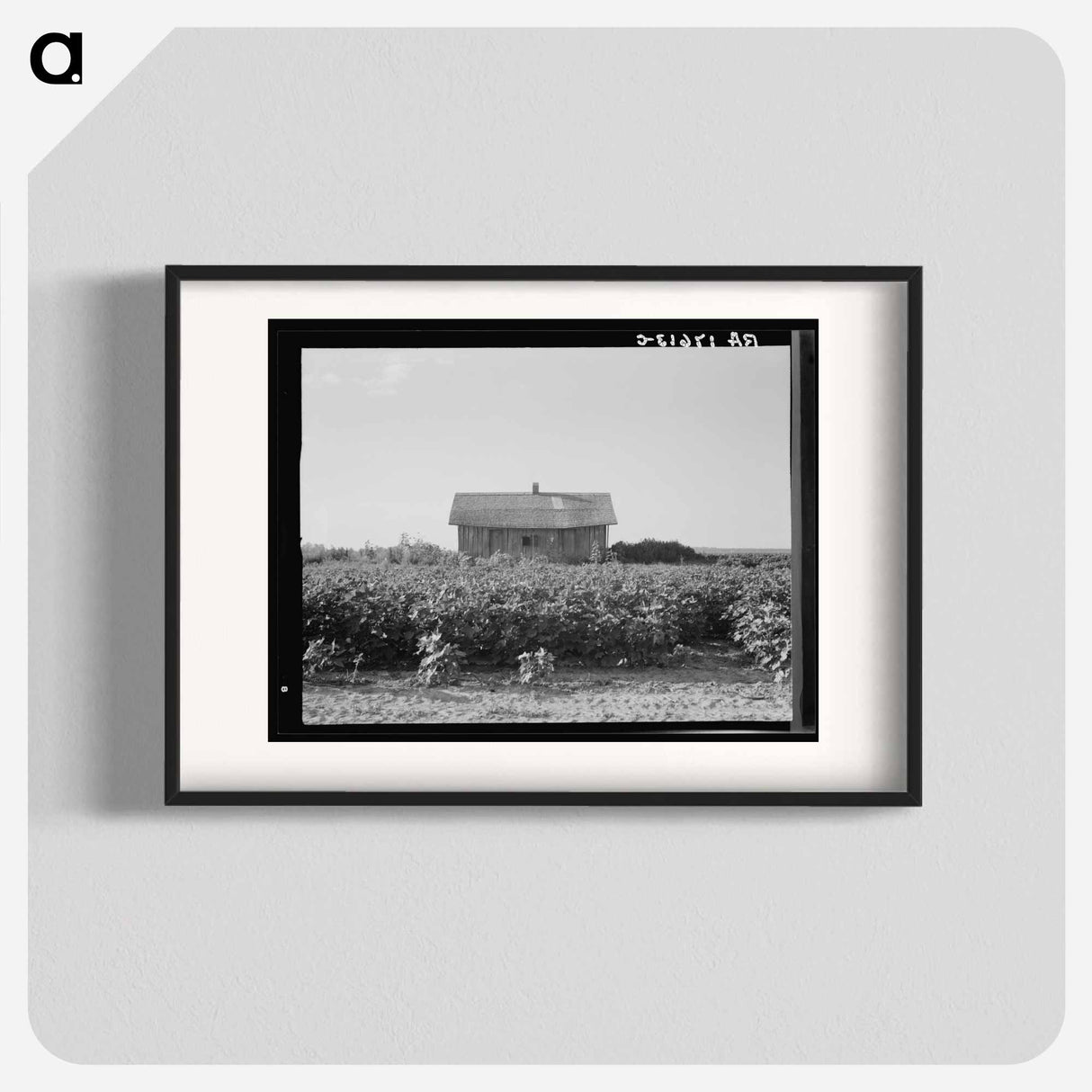 Cotton is planted close to the abandoned cabins whose occupants were displaced by power farming. Aldridge Plantation, Mississippi - ドロテア ラング Poster.