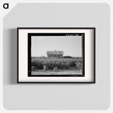 Cotton is planted close to the abandoned cabins whose occupants were displaced by power farming. Aldridge Plantation, Mississippi - ドロテア ラング Poster.