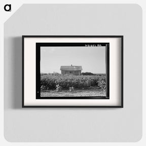 アートポスター-Cotton is planted close to the abandoned cabins whose occupants were displaced by power farming. Aldridge Plantation, Mississippi - ドロテア ラング Poster.