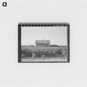アートメモ帳-Cotton is planted close to the abandoned cabins whose occupants were displaced by power farming. Aldridge Plantation, Mississippi - ドロテア ラング Memo.