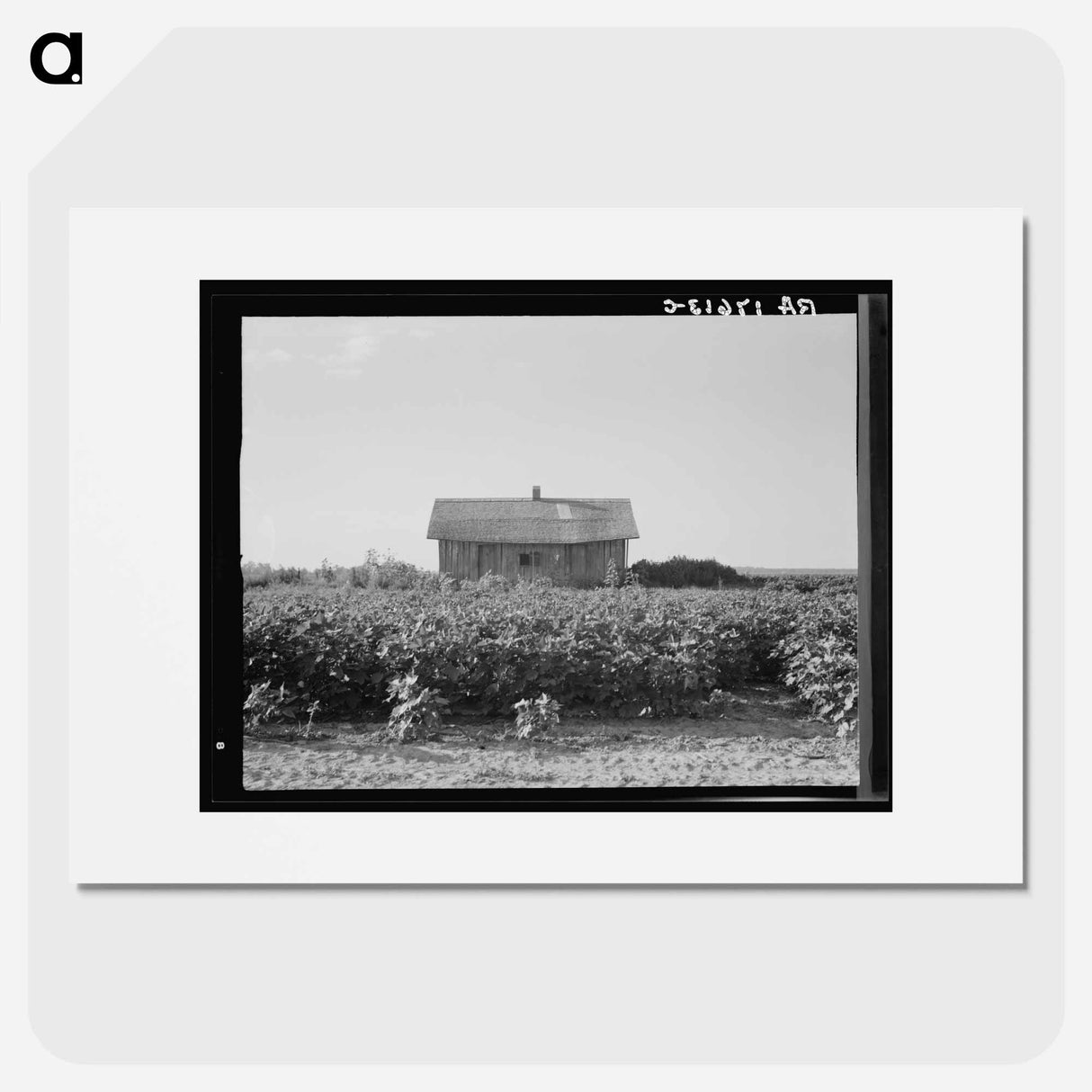 Cotton is planted close to the abandoned cabins whose occupants were displaced by power farming. Aldridge Plantation, Mississippi - ドロテア ラング Poster.