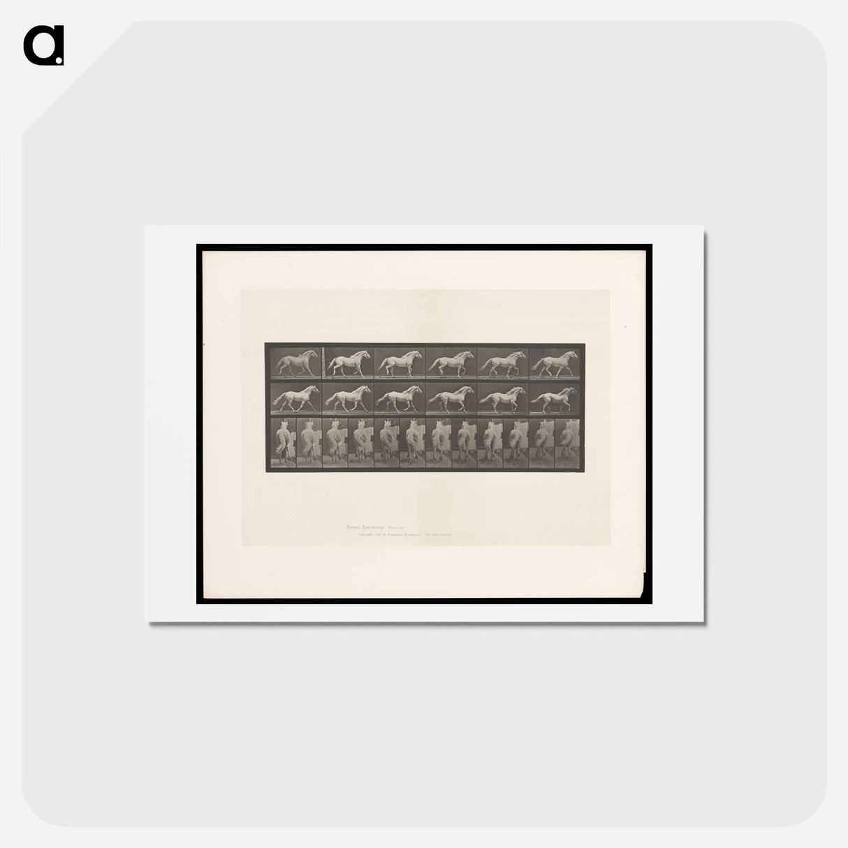 アートポストカード-Cantering Horse
 - エドワード マイブリッジ Postcard.