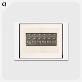 アートポストカード-Cantering Horse
 - エドワード マイブリッジ Postcard.