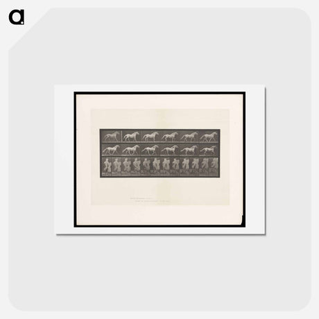 アートポストカード-Cantering Horse
 - エドワード マイブリッジ Postcard.