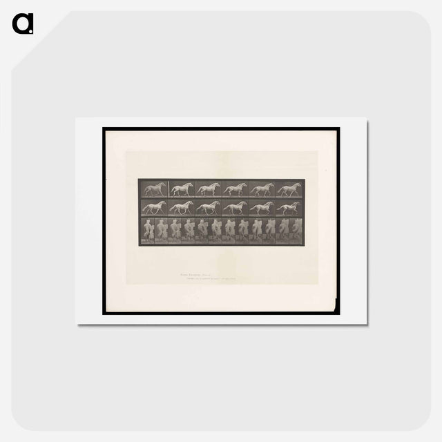アートポストカード-Cantering Horse
 - エドワード マイブリッジ Postcard.
