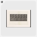 アートポストカード-Cantering Horse
 - エドワード マイブリッジ Postcard.