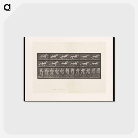 アートポストカード-Cantering Horse
 - エドワード マイブリッジ Postcard.