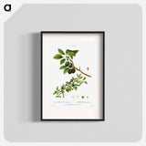Blackthorn - Pierre Joseph Redouté Poster.