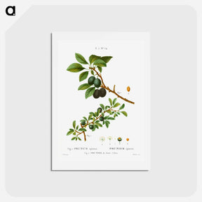 アートポストカード-Blackthorn - ピエール ジョゼフ ルドゥーテ Postcard.