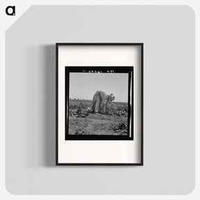 アートポスター-Migrant agricultural worker picking potatoes near Shafter, California - ドロテア ラング Poster.