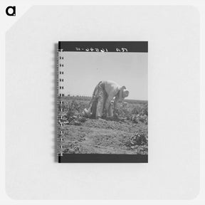 アートメモ帳-Migrant agricultural worker picking potatoes near Shafter, California - ドロテア ラング Memo.