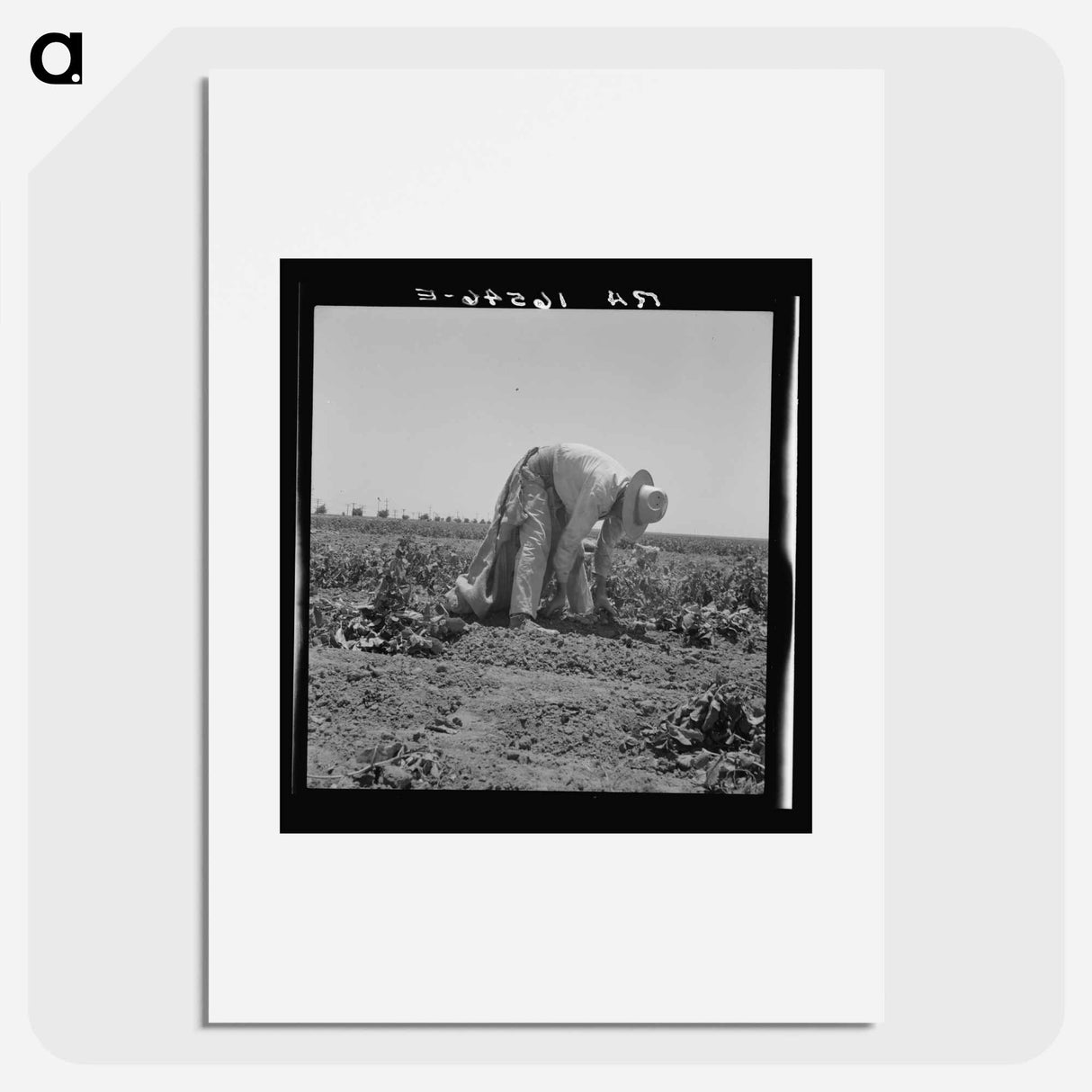 Migrant agricultural worker picking potatoes near Shafter, California - Dorothea Lange Poster.