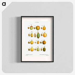 アートポスター-Common plums, Prunus domestafrom Traité des Arbres et Arbustes que l’on cultive en France en pleine terre - ピエール ジョゼフ ルドゥーテ Poster.