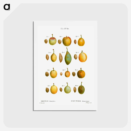 アートポストカード-Common plums, Prunus domestafrom Traité des Arbres et Arbustes que l’on cultive en France en pleine terre - ピエール ジョゼフ ルドゥーテ Postcard.