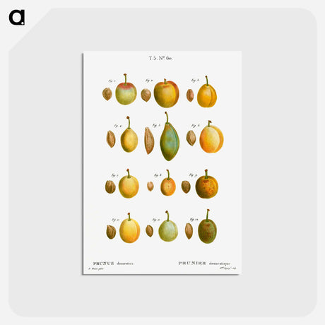アートポストカード-Common plums, Prunus domestafrom Traité des Arbres et Arbustes que l’on cultive en France en pleine terre - ピエール ジョゼフ ルドゥーテ Postcard.