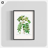 Sorb tree (Sorbus domestica) - Pierre Joseph Redouté Poster.