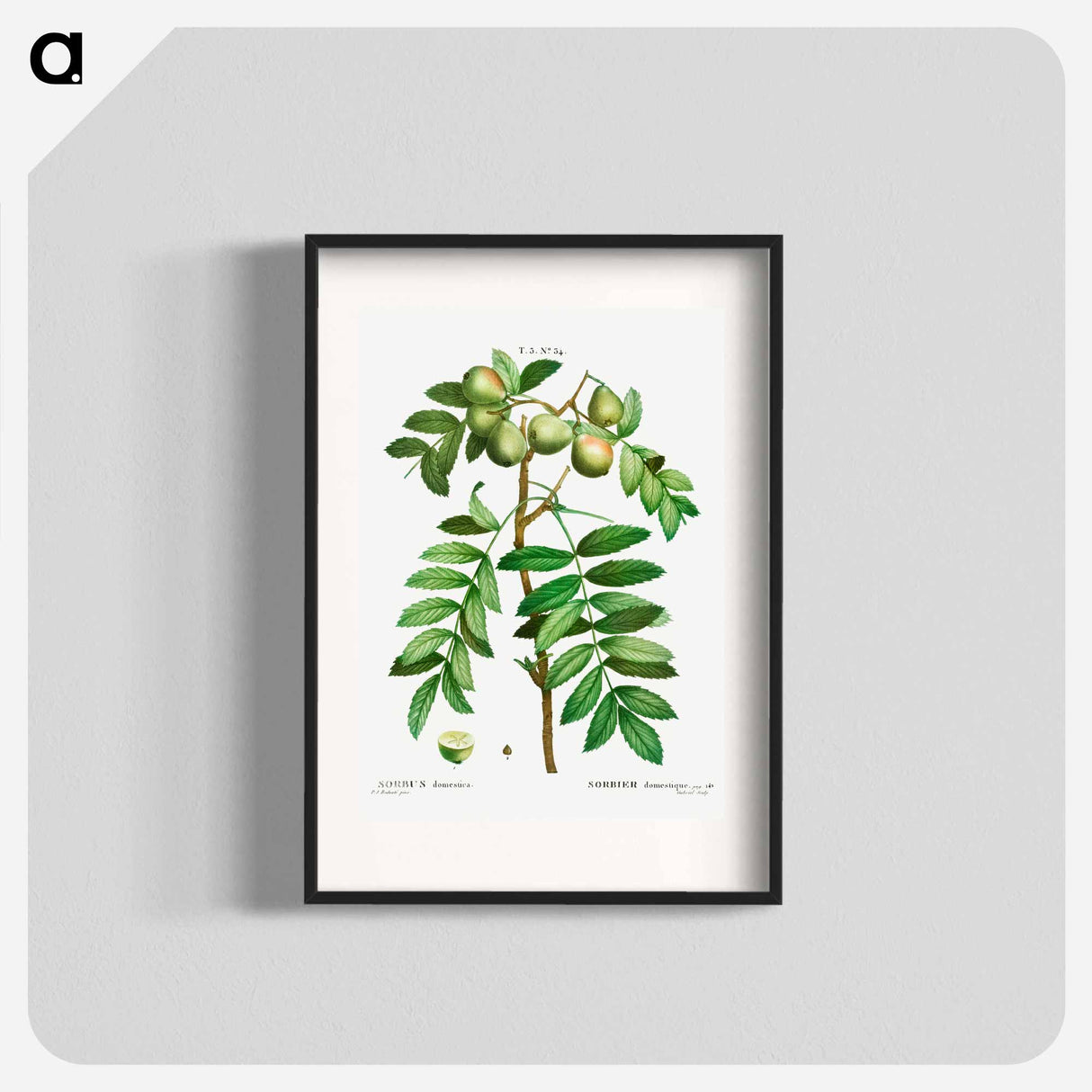 Sorb tree (Sorbus domestica) - ピエール ジョゼフ ルドゥーテ Poster.