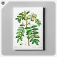 アートパネル-Sorb tree (Sorbus domestica) - ピエール ジョゼフ ルドゥーテ Canvas.