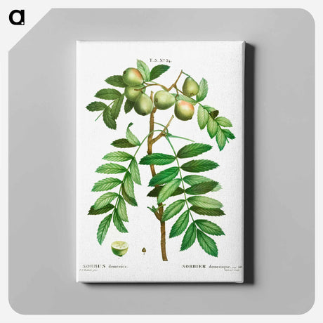 アートパネル-Sorb tree (Sorbus domestica) - ピエール ジョゼフ ルドゥーテ Canvas.