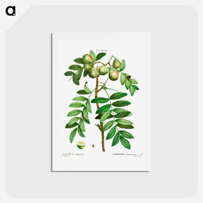 アートポストカード-Sorb tree (Sorbus domestica) - ピエール ジョゼフ ルドゥーテ Postcard.