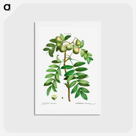 アートポストカード-Sorb tree (Sorbus domestica) - ピエール ジョゼフ ルドゥーテ Postcard.