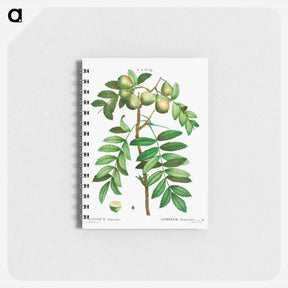 アートメモ帳-Sorb tree (Sorbus domestica) - ピエール ジョゼフ ルドゥーテ Memo.