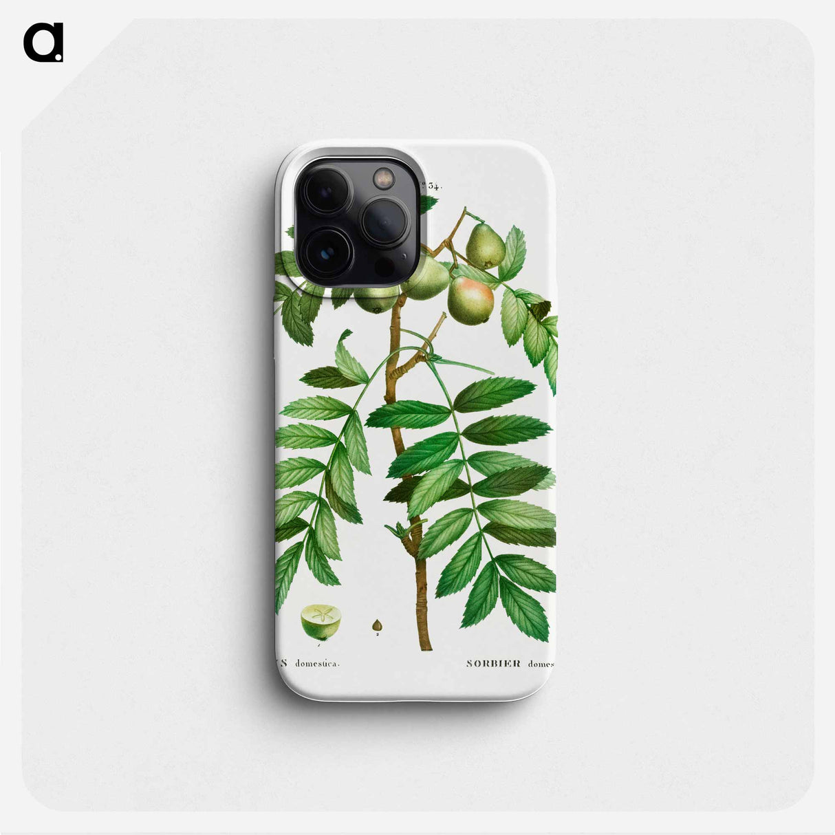 Sorb tree (Sorbus domestica) - ピエール ジョゼフ ルドゥーテ Phone Case.