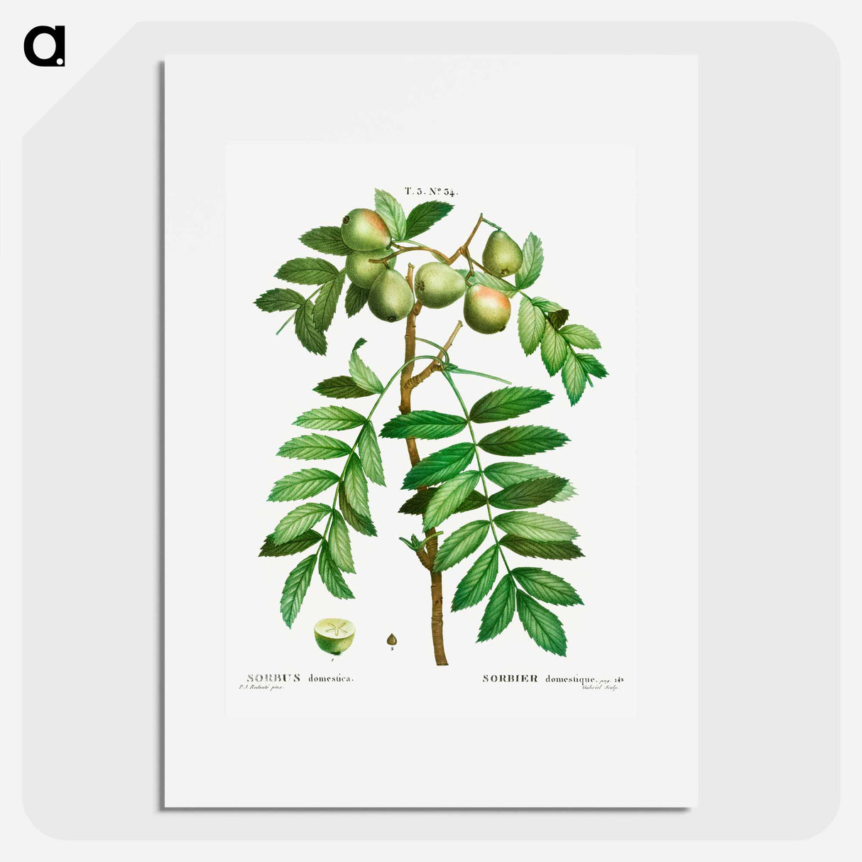 Sorb tree (Sorbus domestica) - Pierre Joseph Redouté Poster.