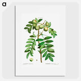 Sorb tree (Sorbus domestica) - ピエール ジョゼフ ルドゥーテ Poster.