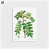 アートポストカード-Sorb tree (Sorbus domestica) - ピエール ジョゼフ ルドゥーテ Postcard.