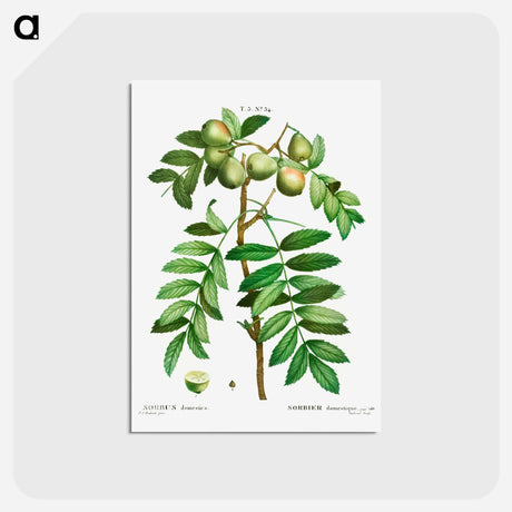 アートポストカード-Sorb tree (Sorbus domestica) - ピエール ジョゼフ ルドゥーテ Postcard.