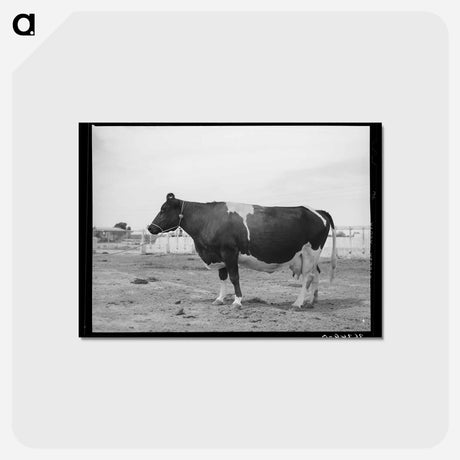 アートポストカード-Casa Grande Holstein
 - ラッセル リー Postcard.