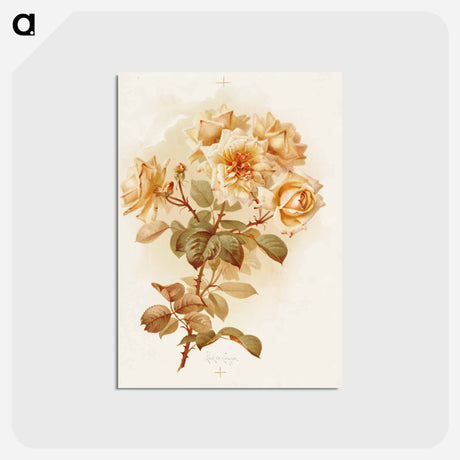 アートポストカード-Yellow Roses
 - ボストン公共図書館 Postcard.