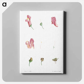 アートパネル-Dragon flowers - ピエール ジョゼフ ルドゥーテ Canvas.