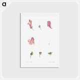 アートポストカード-Dragon flowers - ピエール ジョゼフ ルドゥーテ Postcard.