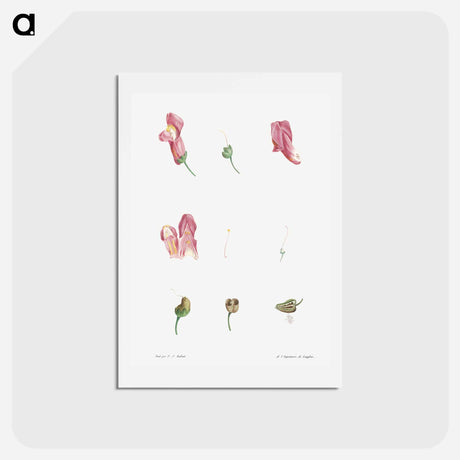 アートポストカード-Dragon flowers - ピエール ジョゼフ ルドゥーテ Postcard.